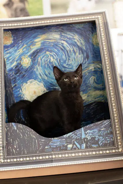 Bruno - Domestic Short Hair