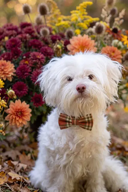 Florence - Maltese