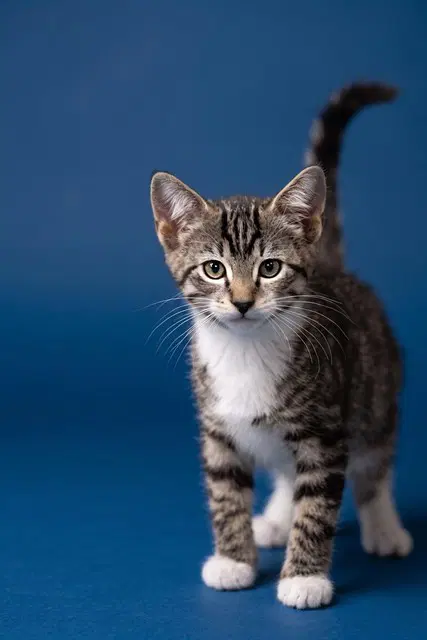 Blueberry - Domestic Short Hair