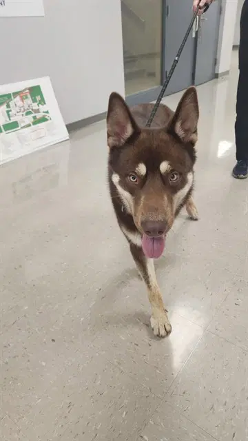 Tacoma - Siberian Husky