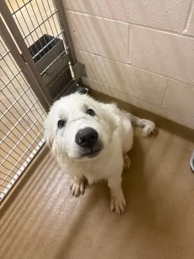 Morty - Great Pyrenees