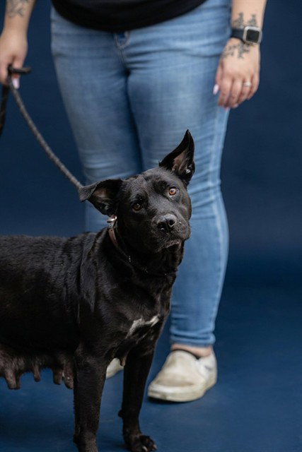 MIDNIGHT, a dog for adoption from St. Clair County Animal Adoption Center