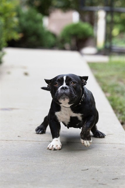 Roz, American Bulldog