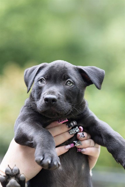VLAD, a dog for adoption from St. Clair County Animal Adoption Center