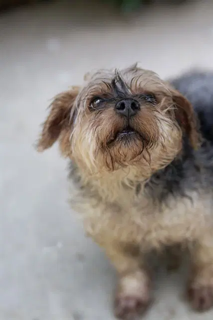 Stunna Girl - Yorkshire Terrier Yorkie