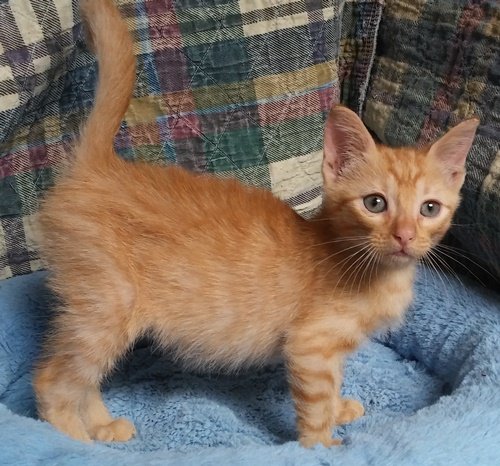 SHAMUS • Adopted • Domestic Medium Hair, Orange Male Cat | Humane Society  of Dallas County