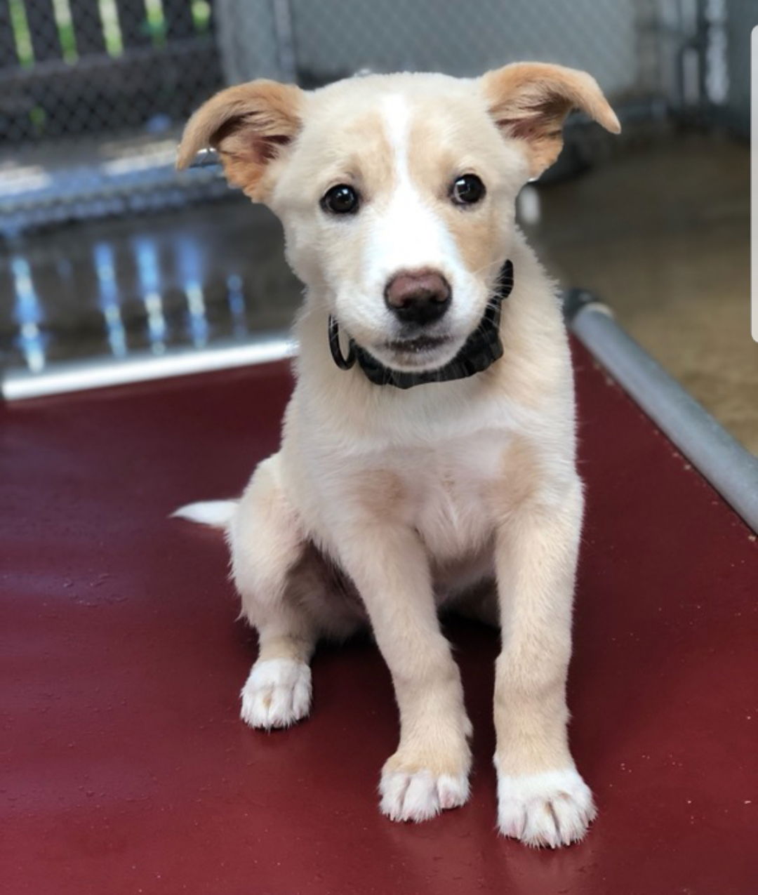 BEAR • Adopted • Labrador Retriever / Mixed, Tricolor (Tan/Brown ...