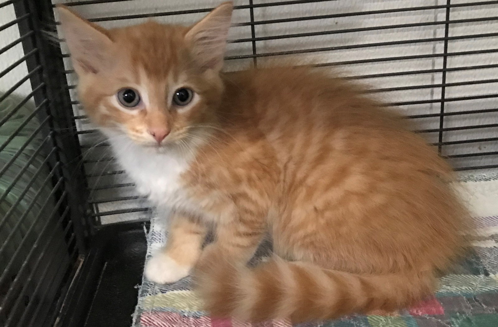 FRED • Adopted • Domestic Medium Hair / Tabby, Orange and White Male