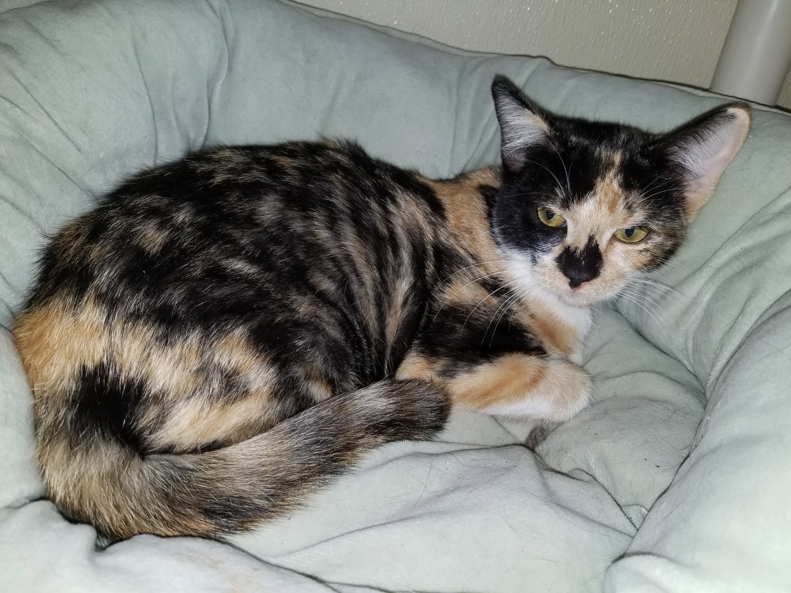 POLLY • Adopted • Calico / Domestic Short Hair / Mixed, Calico or
