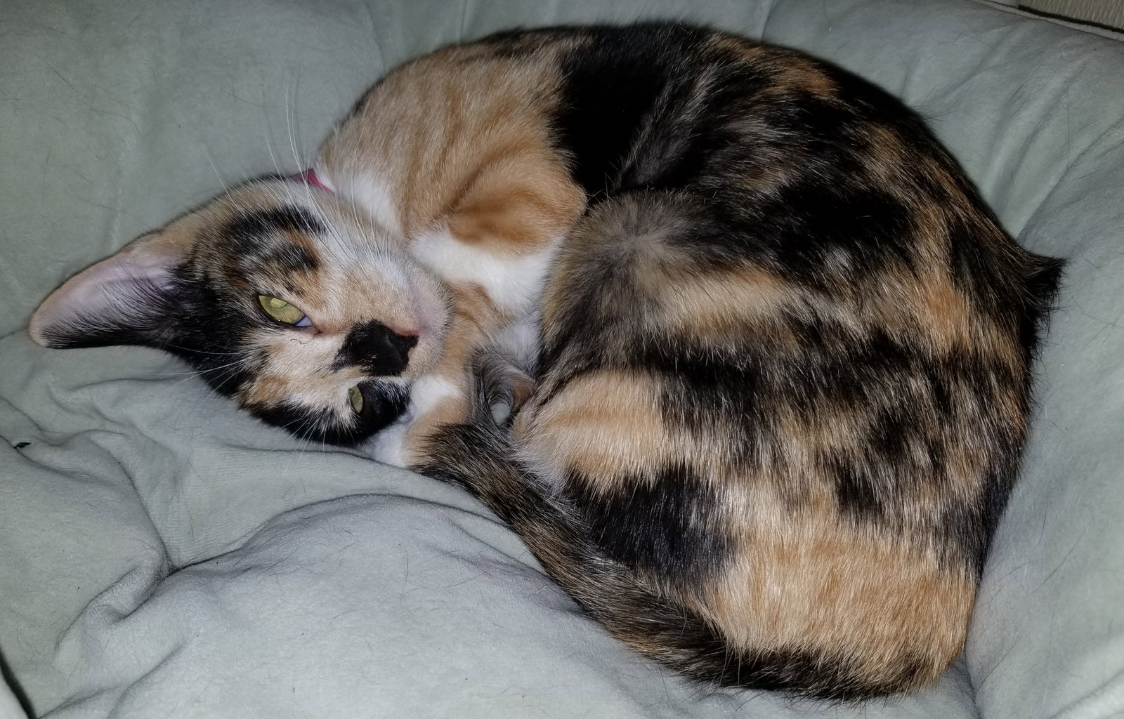 POLLY • Adopted • Calico / Domestic Short Hair / Mixed, Calico or