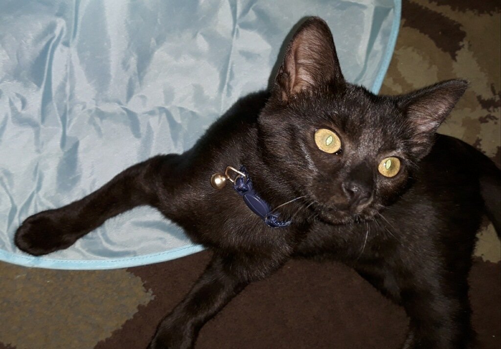 MAGIC • Adopted • Domestic Short Hair, Black Female Cat | Humane Society of  Dallas County