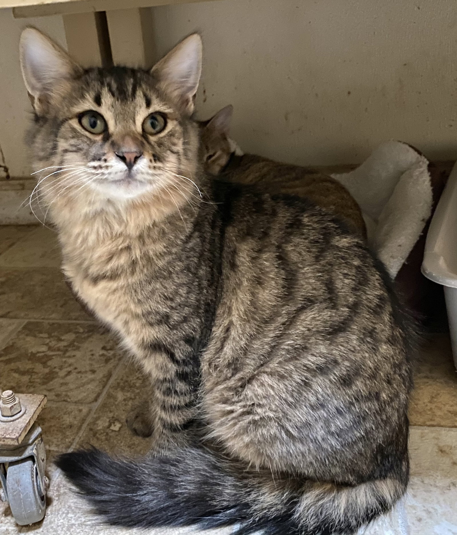 STUFFING • Adopted • Domestic Medium Hair, Brown Tabby Female Cat | Humane  Society of Dallas County