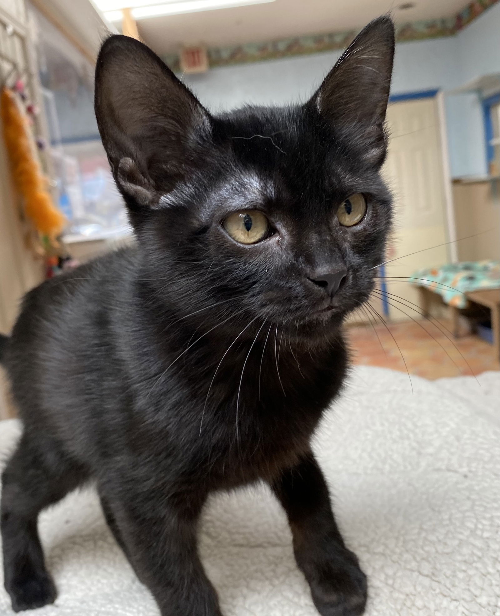 AZIERL • Adopted • Domestic Short Hair, Black Male Cat | Humane Society ...