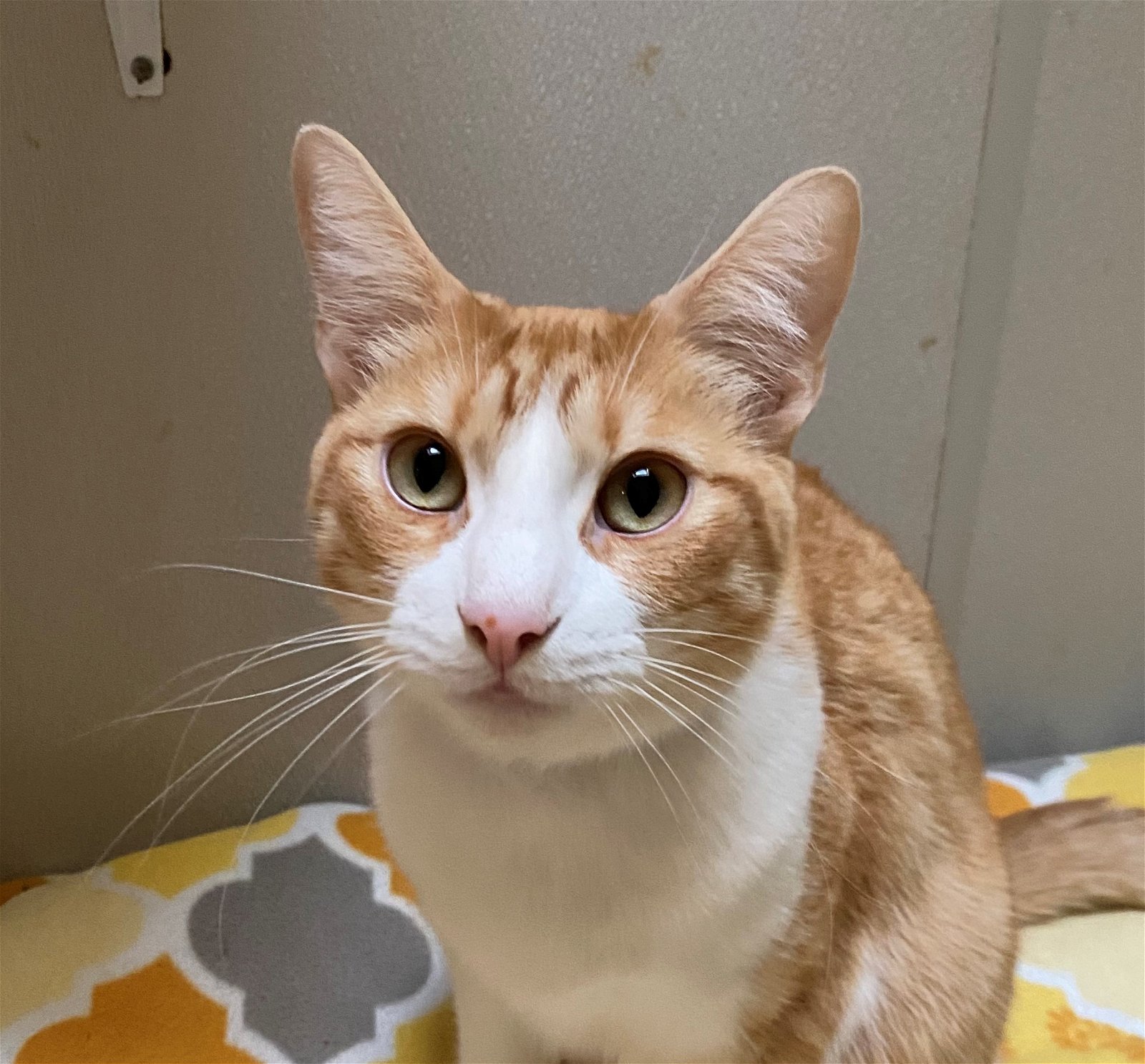 PERRY • Adopted • Tabby, Orange and White Male Cat | Humane Society of ...