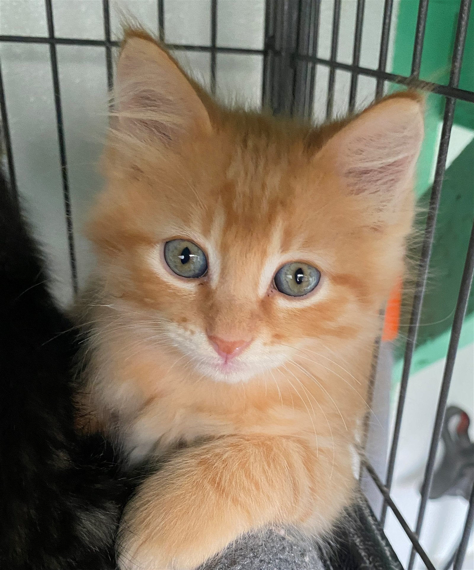 SHERBET • Adopted • Domestic Medium Hair, Orange and White Male Cat |  Humane Society of Dallas County