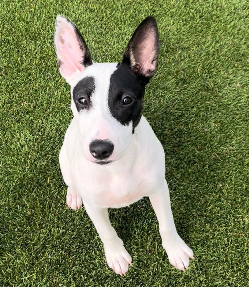 OREO • Adopted • Bull Terrier Mixed, White with Black Dog | Humane Society of Dallas County
