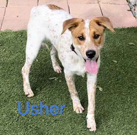 Usher Adopted Red Heeler Mixed Red Golden Orange Chestnut With White Male Dog Humane Society Of Dallas County