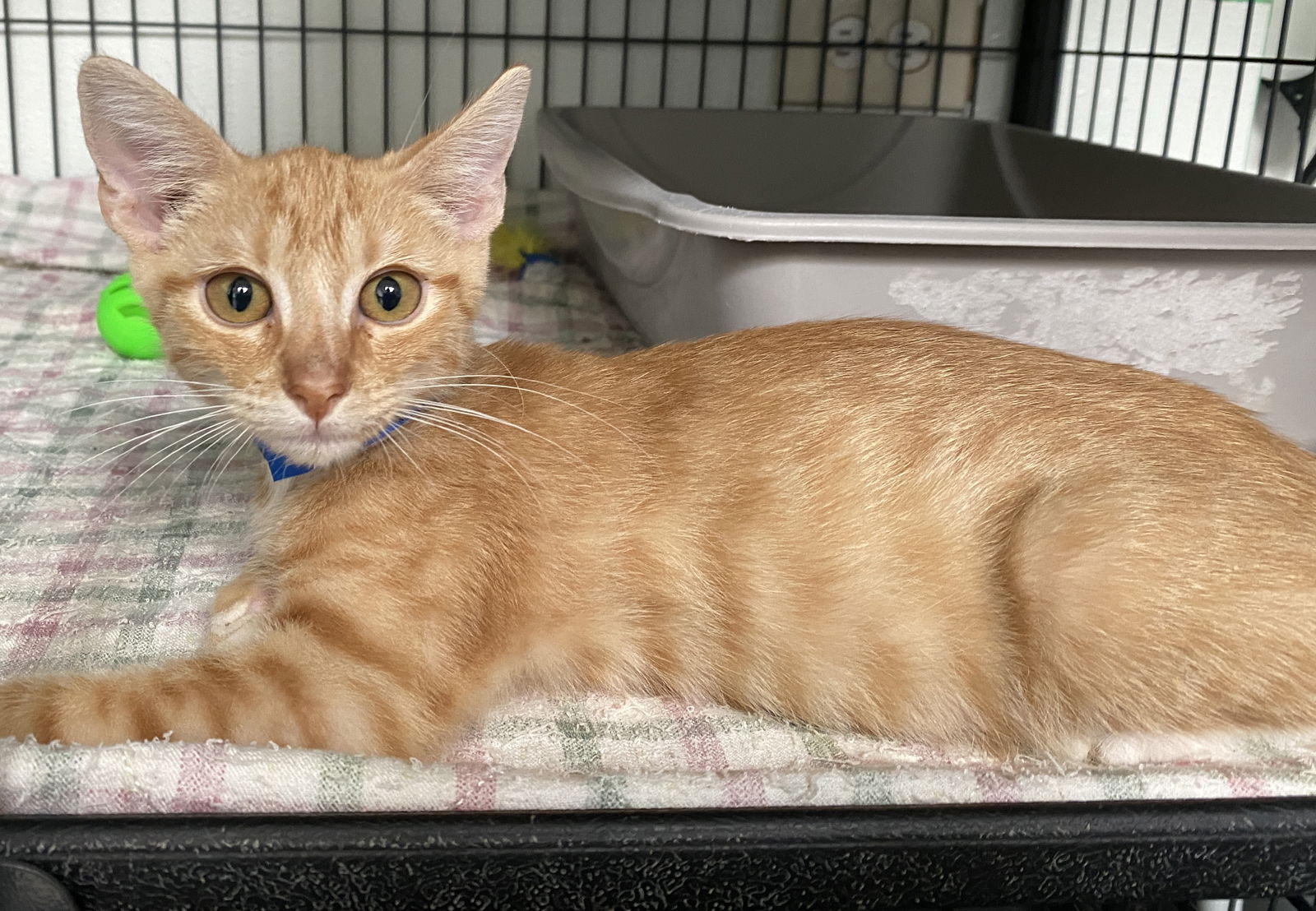 orange tabby kitten