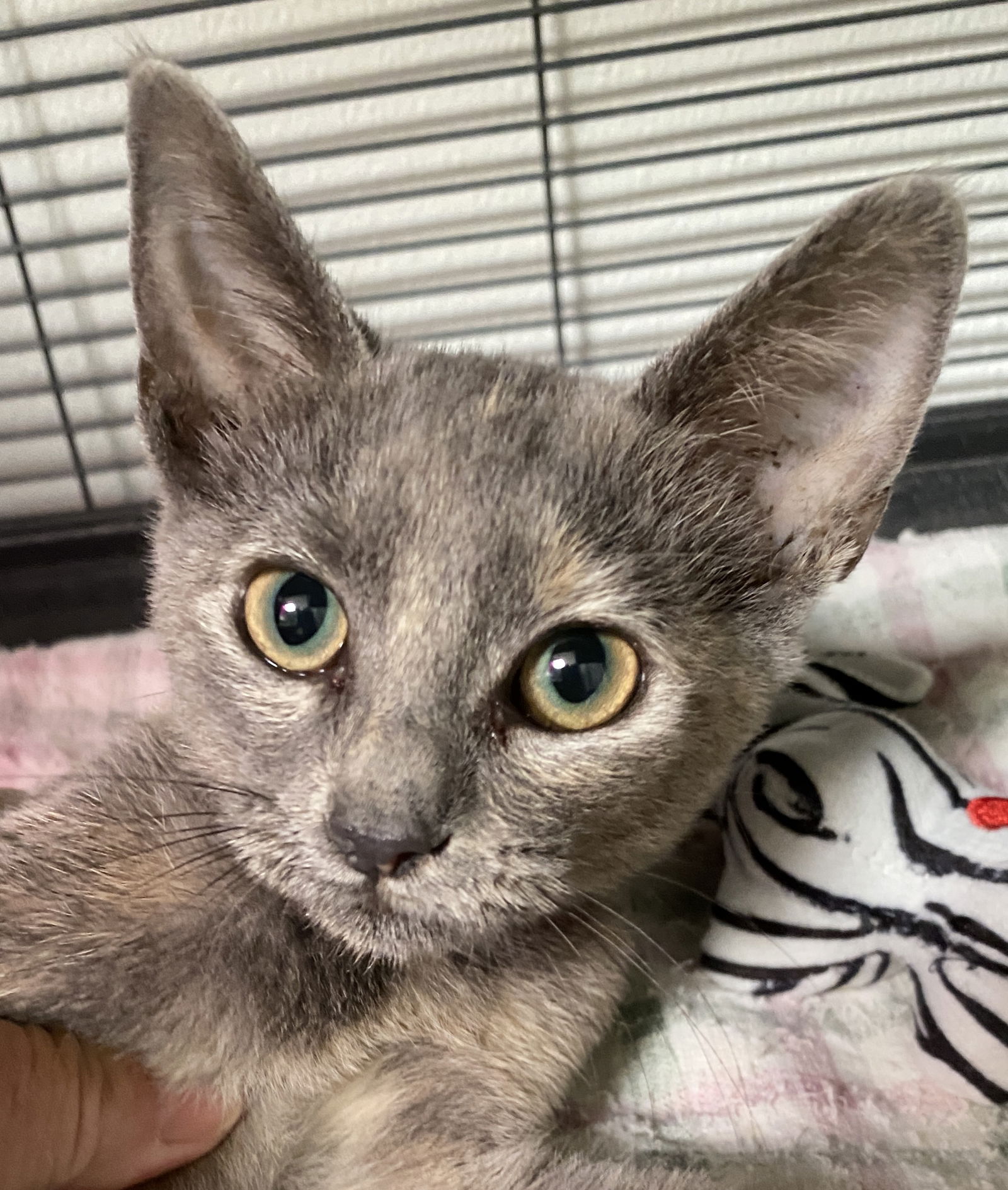 DUSTY • Adopted • Domestic Short Hair, Tortoiseshell Female Cat ...