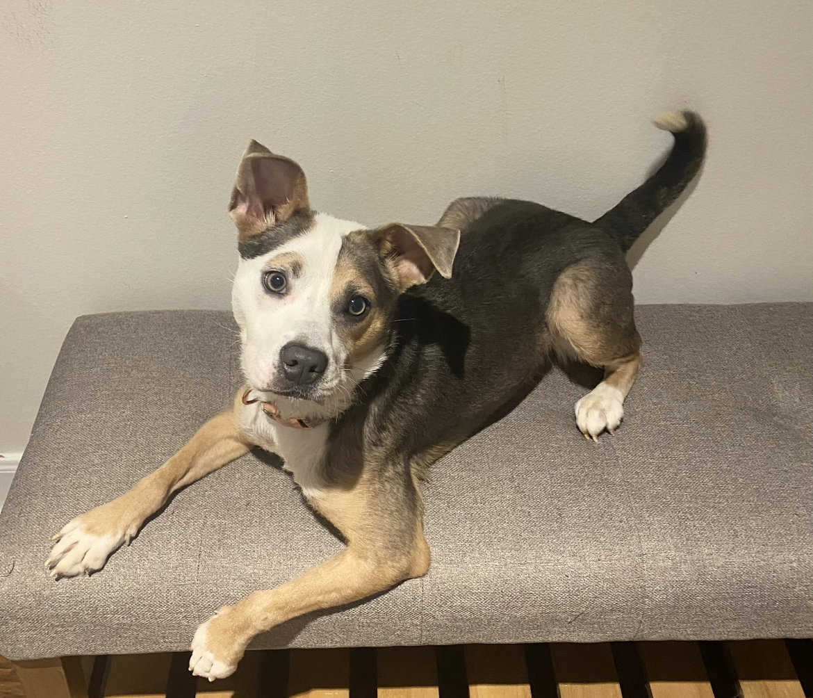 JANE • Adopted • Labrador Retriever / Mixed, Tricolor (Tan/Brown