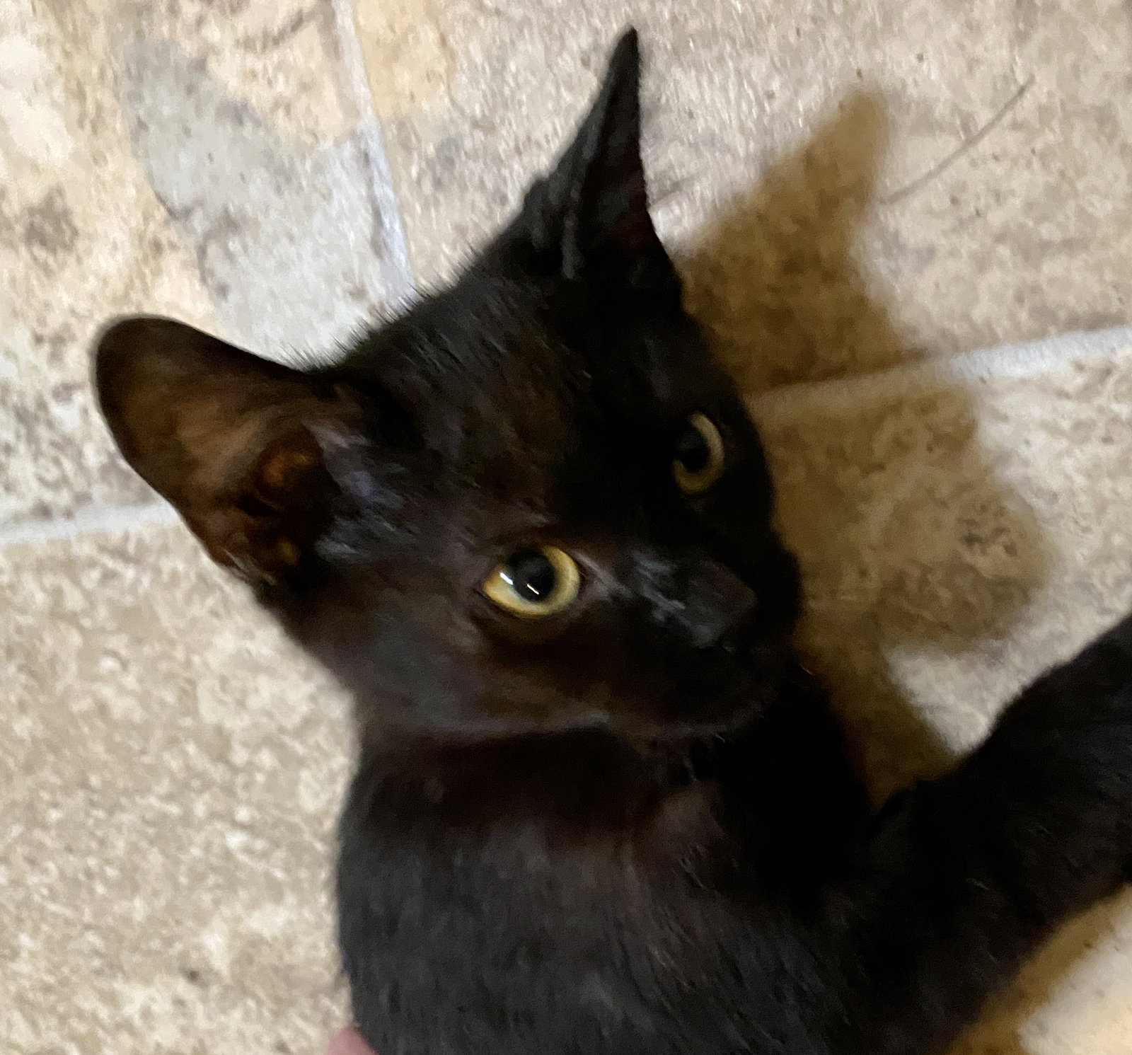 COWBOY • Adopted • Domestic Short Hair, Black Male Cat Humane Society
