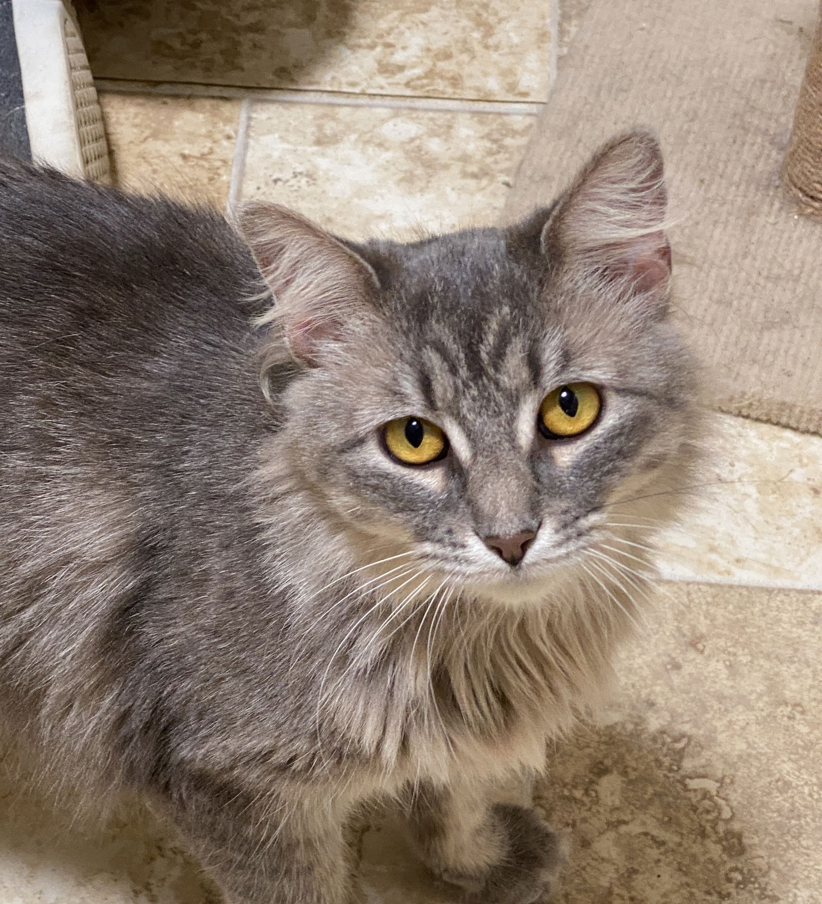 cats-for-adoption-in-allen-texas-alpha-paw