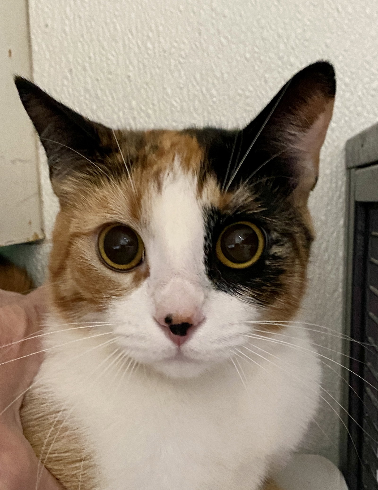 PETUNIA • Adopted • Domestic Short Hair, Calico or Dilute Calico Female