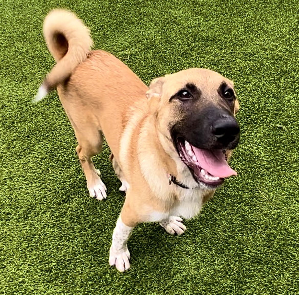 cleo-adopted-anatolian-shepherd-mixed-tricolor-tan-brown