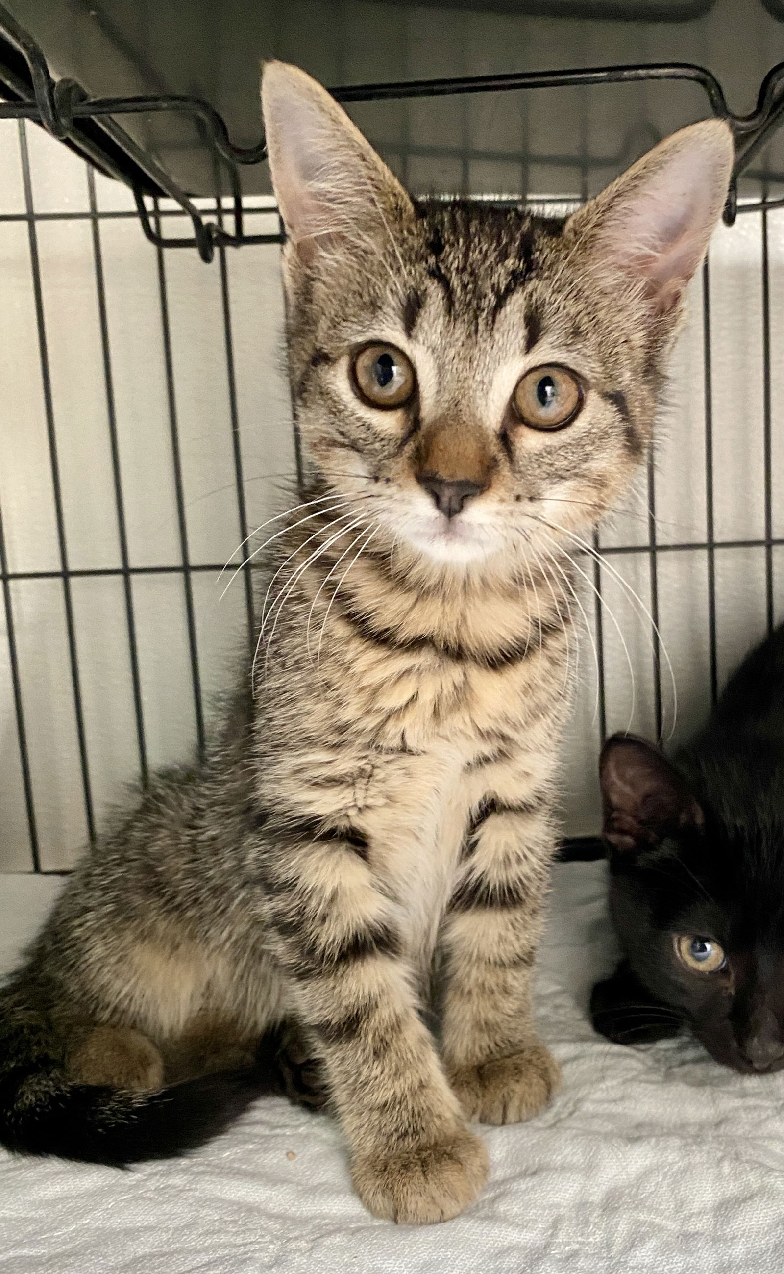 Cats for Adoption in Krum, Texas | Alpha Paw