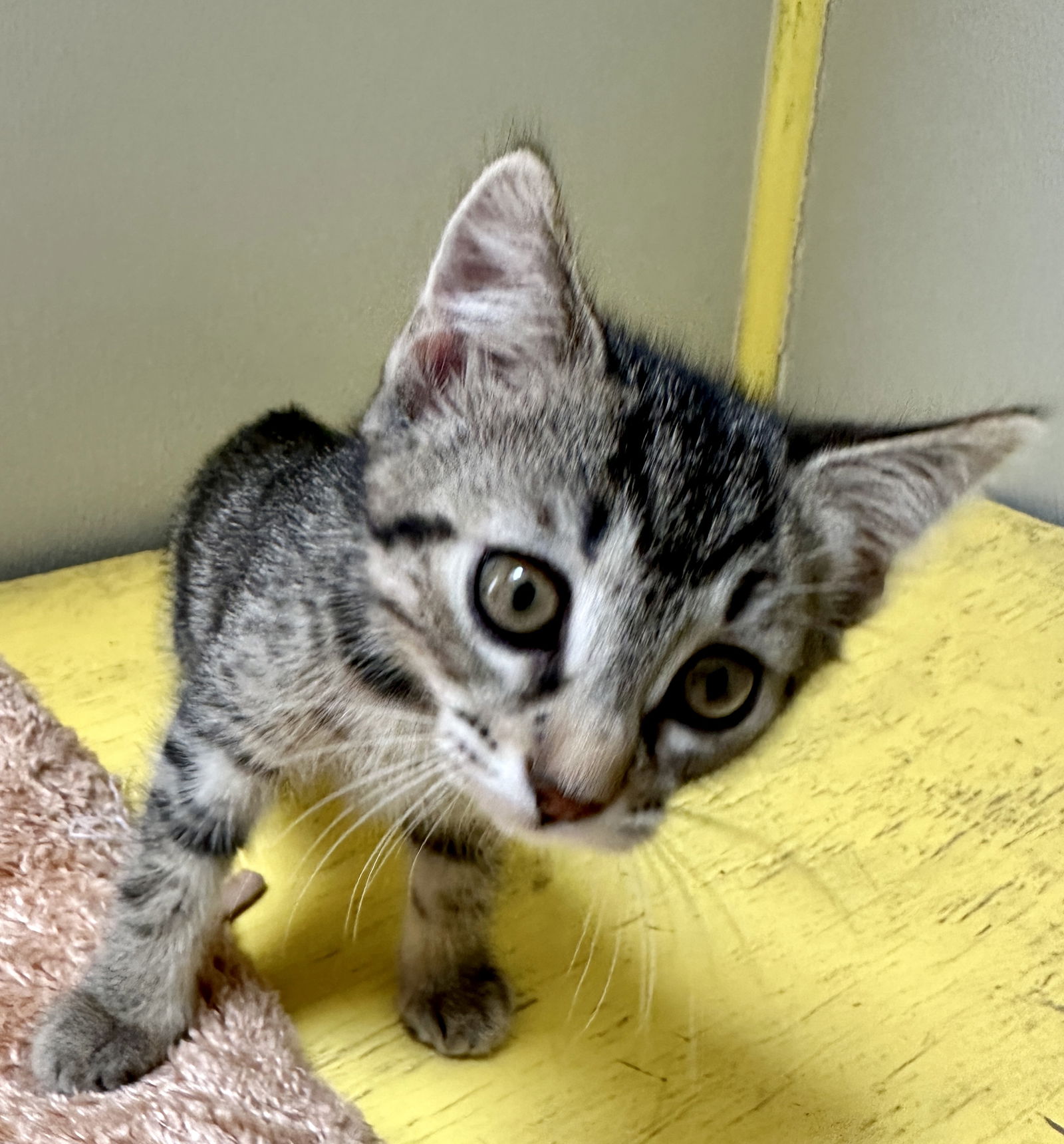 cornbread-adopted-domestic-short-hair-brown-tabby-female-cat