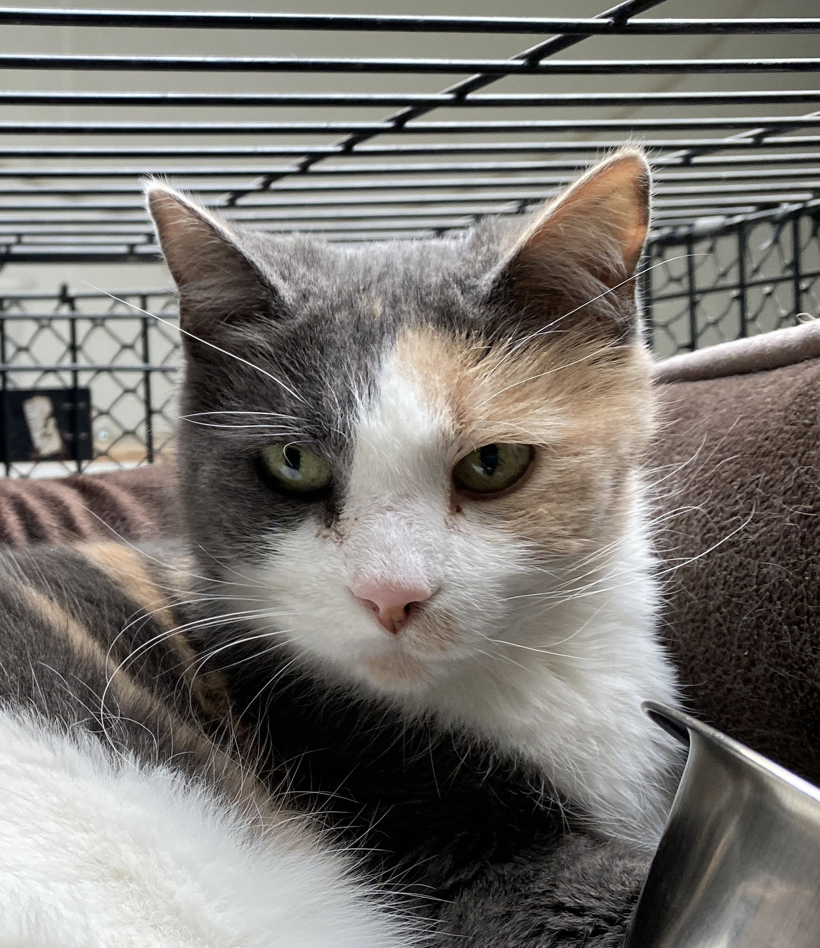 GINA • Adopted • Calico / Dilute Calico / Mixed, Calico or Dilute