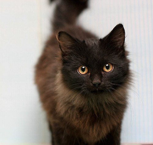 DEWAYNE • Adopted • Dilute Tortoiseshell / Domestic Long Hair, Black  (Mostly) Male Cat | Humane Society of Dallas County