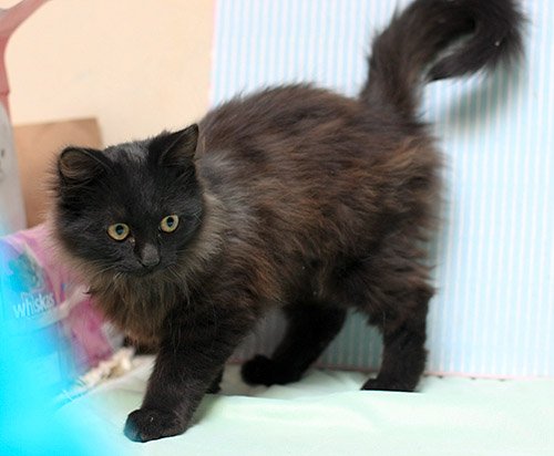 DEWAYNE • Adopted • Dilute Tortoiseshell / Domestic Long Hair, Black  (Mostly) Male Cat | Humane Society of Dallas County