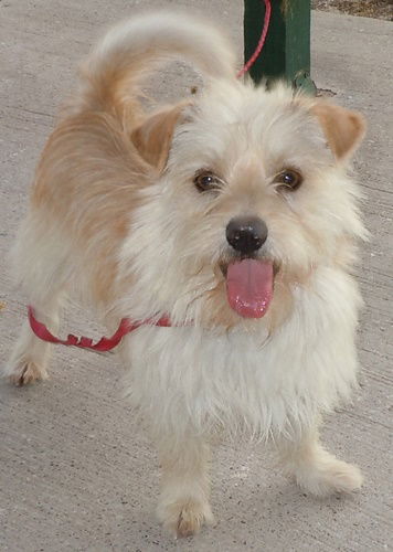 Gus Adopted Norfolk Terrier Mixed Tan Yellow Fawn With White Male Dog Humane Society Of Dallas County