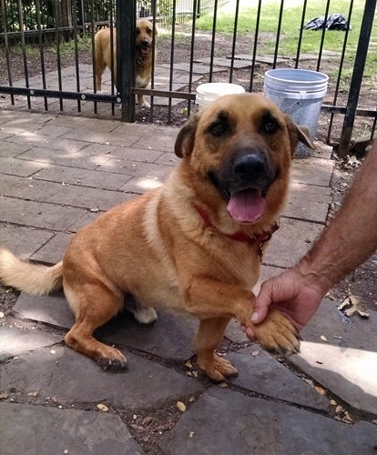 MAX • • Basset Hound / Shepherd Dog / Mixed, Tan Dog Humane Society of Dallas County