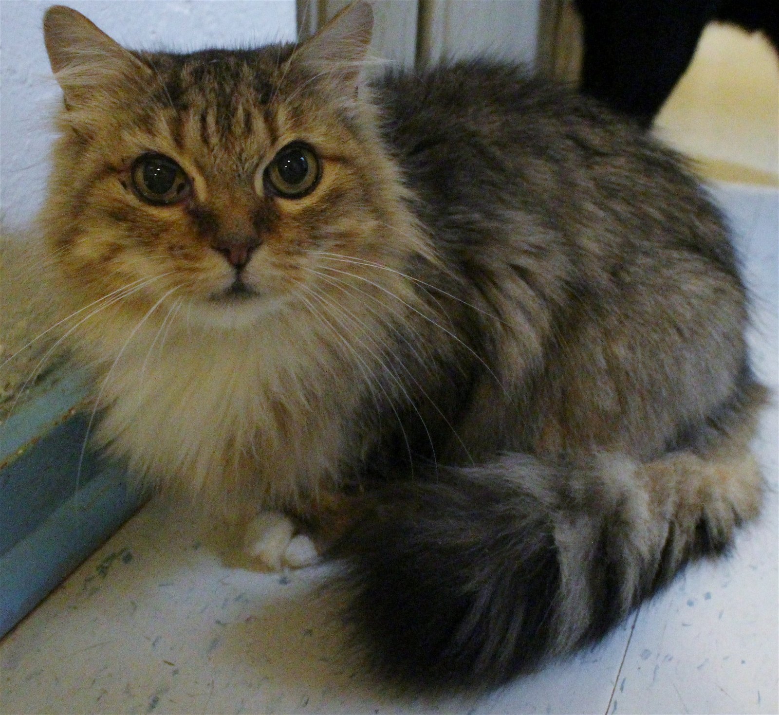 CHANTAL • Adopted • Maine Coon / Mixed Female Cat Humane Society of