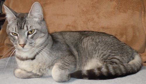 blue abyssinian tabby mix