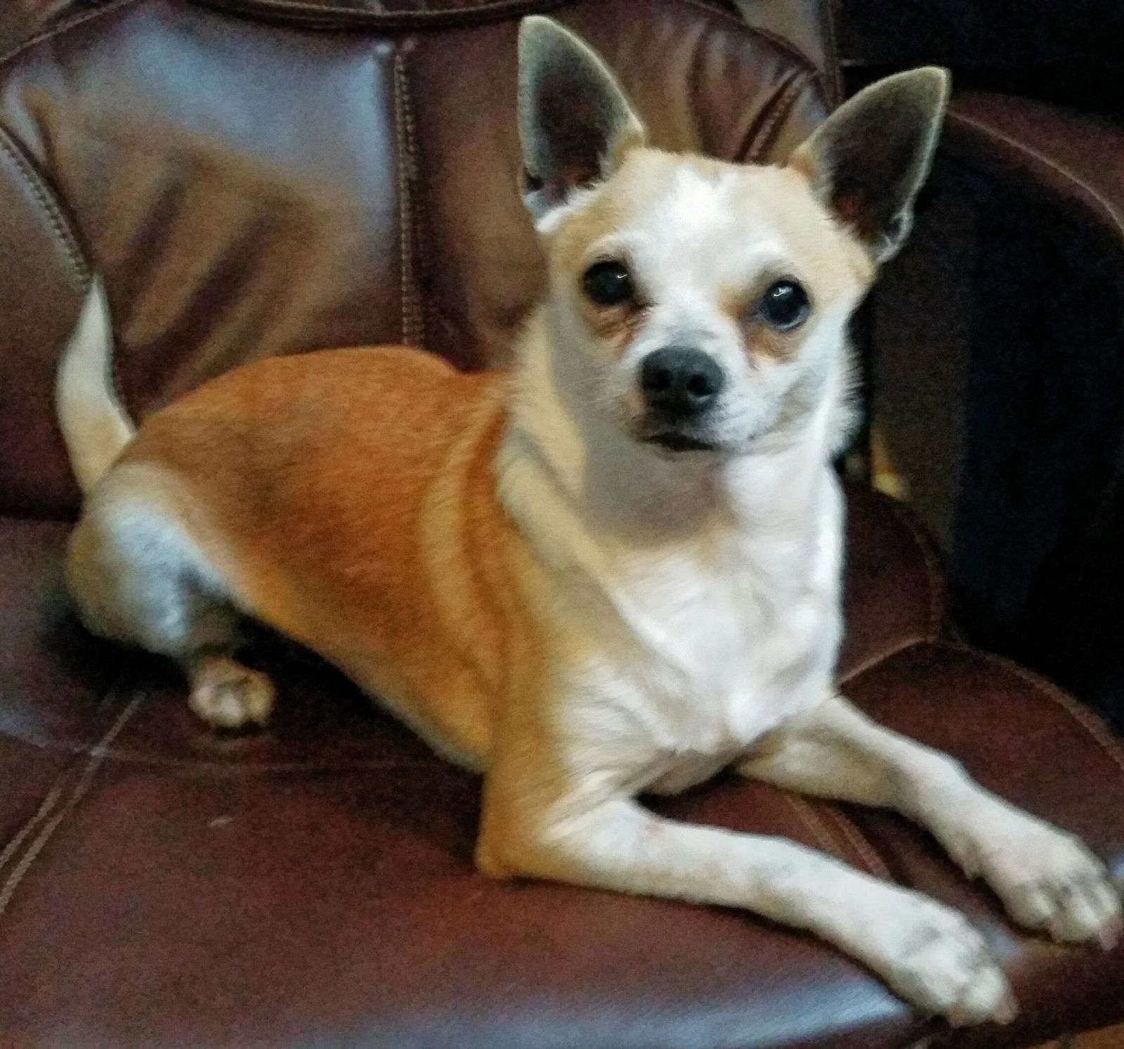 WINNIE • Adopted • Chihuahua / Mixed, Tan/Yellow/Fawn with White Female ...