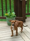 Baxter