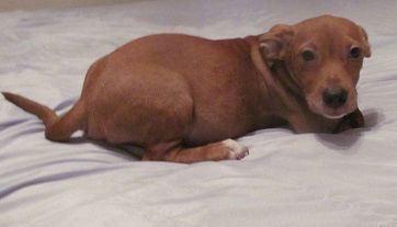 Bogie