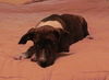 Spanky