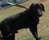 Jake