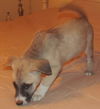 Mitsy