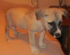 Mitsy