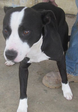 Roscoe