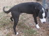Roscoe