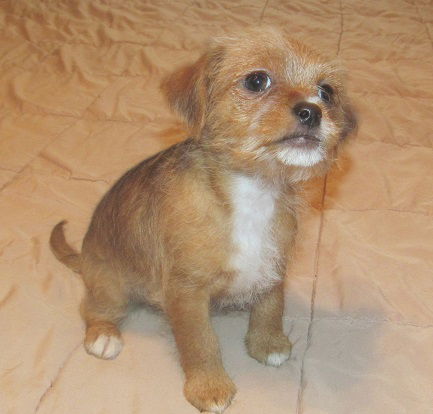 Duchess