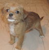 Duchess