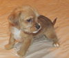 Duchess