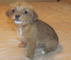 Duchess